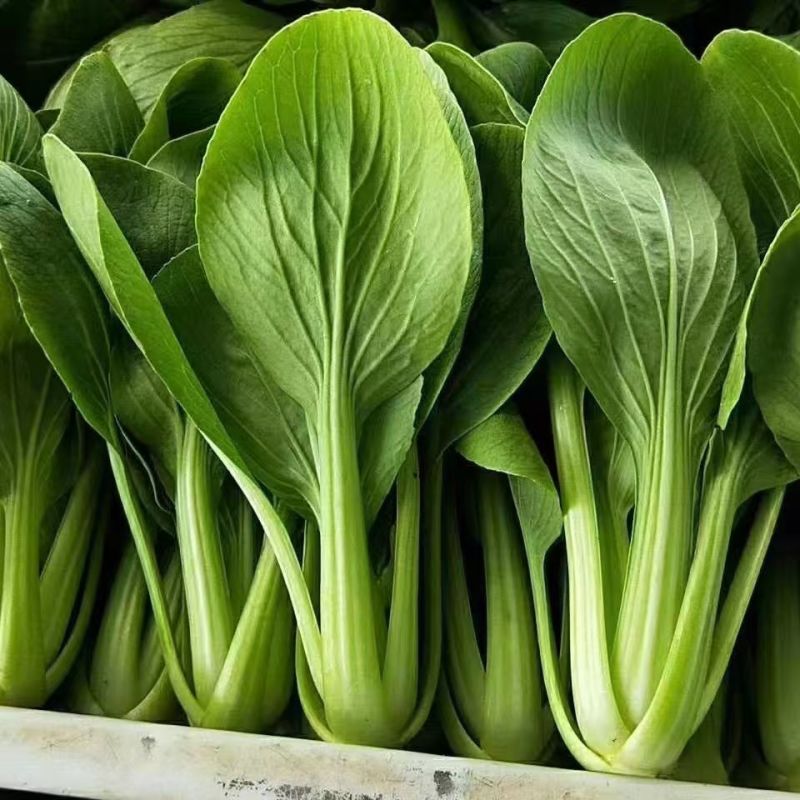 上海青小油菜货源充足15-20公分页面没虫眼根绿量大从优
