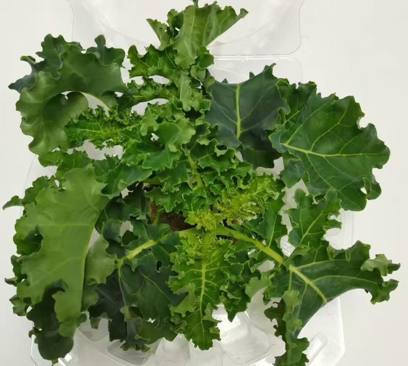 意大利羽衣甘蓝通过SGS29项认证！零农残零重金属