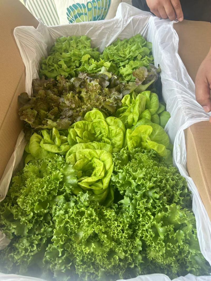 罗马生菜通过SGS29项的认证！零农残零重金属无转基因