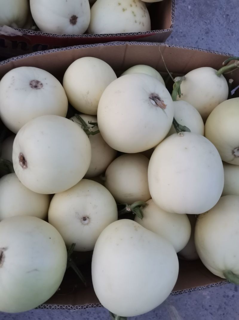 白莎蜜甜瓜白玉甜瓜早雪星甜伊丽莎白甜瓜货源稳定一手