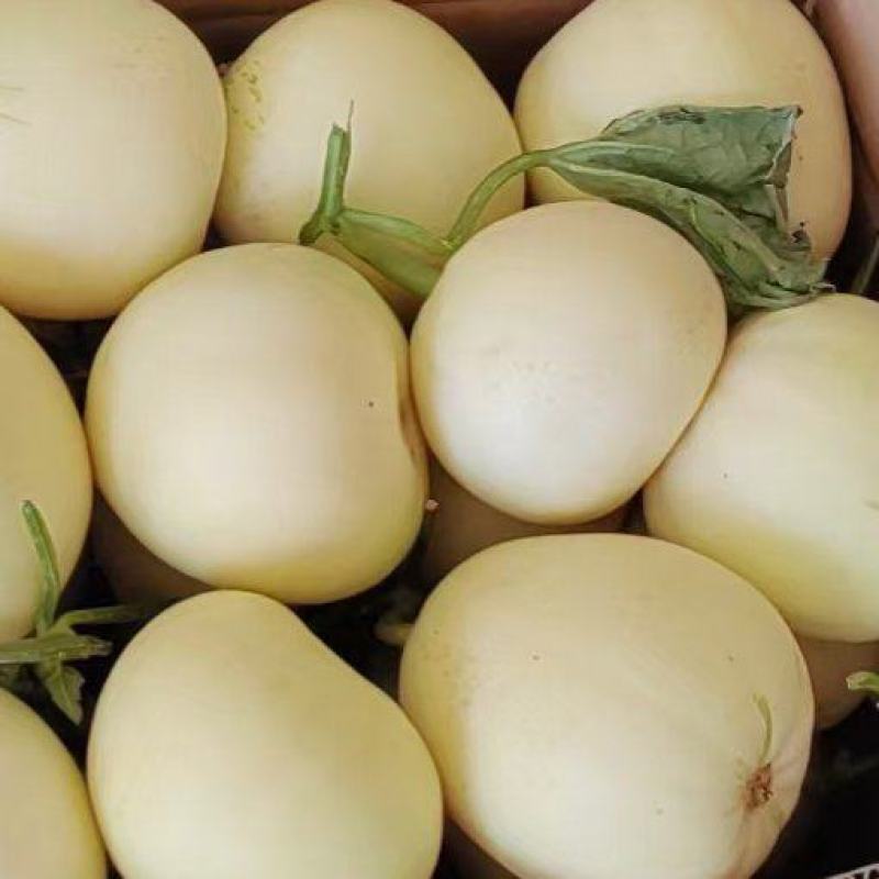 白莎蜜甜瓜白玉甜瓜早雪星甜伊丽莎白甜瓜货源稳定一手