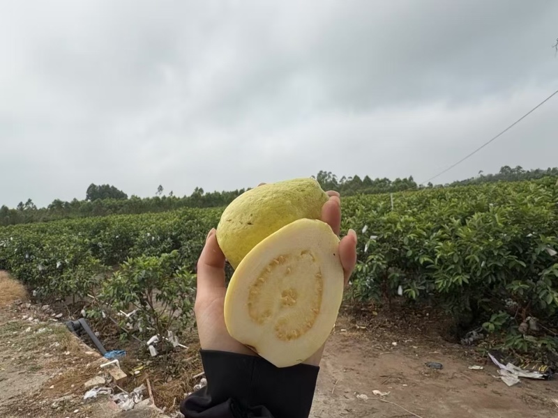 红宝石芭乐基地货源充足一件代发，社区团购，空运班找物流。