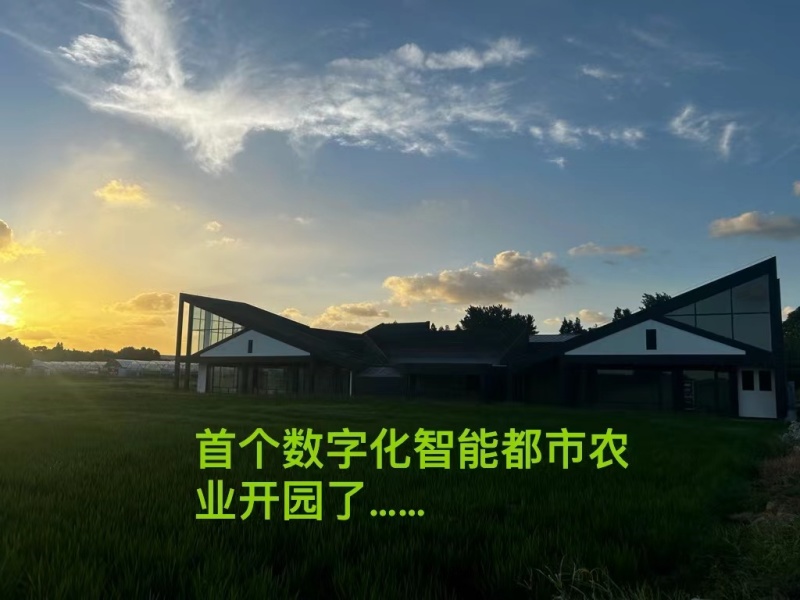 红橡叶通过SGS29项的认证！零农残零重金属零转基因