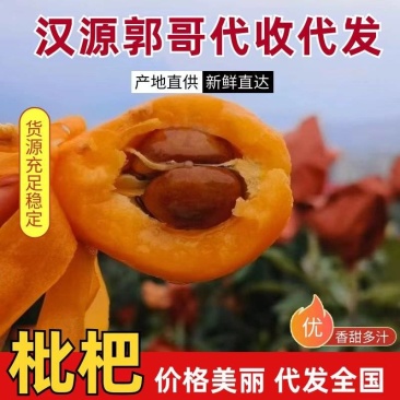 四川枇杷，四川五星枇杷产地直供大量有货，供超市电商等