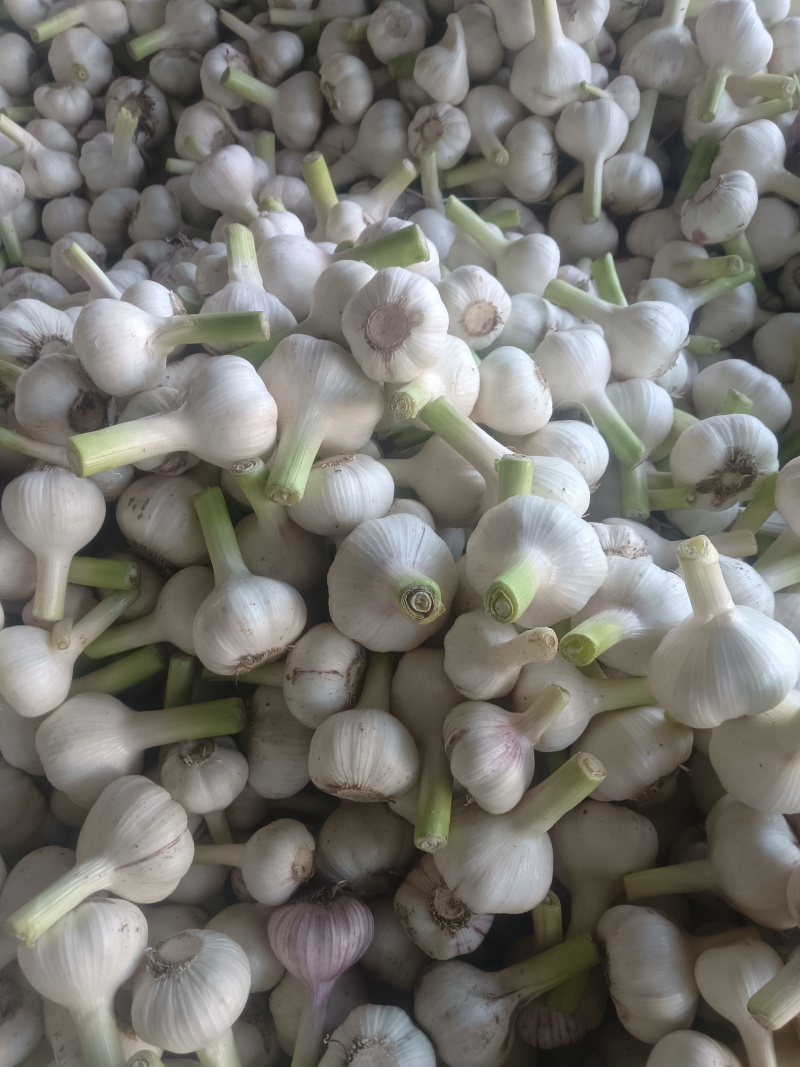 精品扒皮大蒜，，电商货，市场货，商超。量大从优