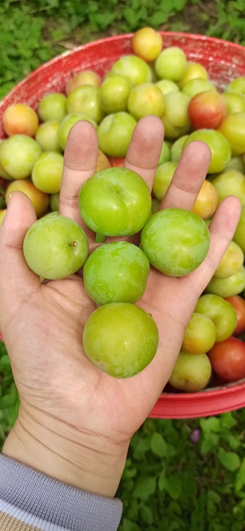 河源三月李