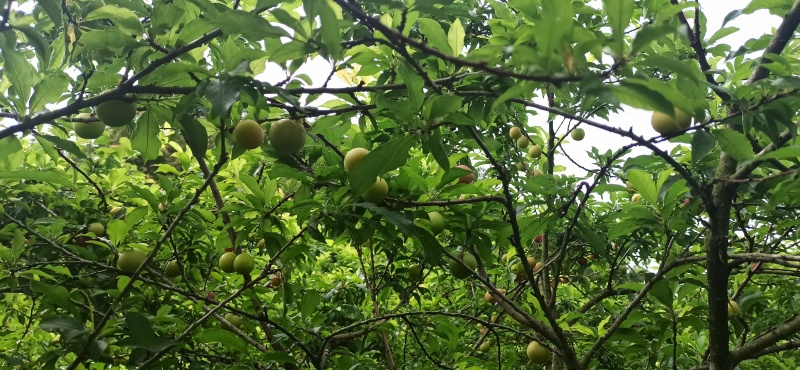 河源三月李