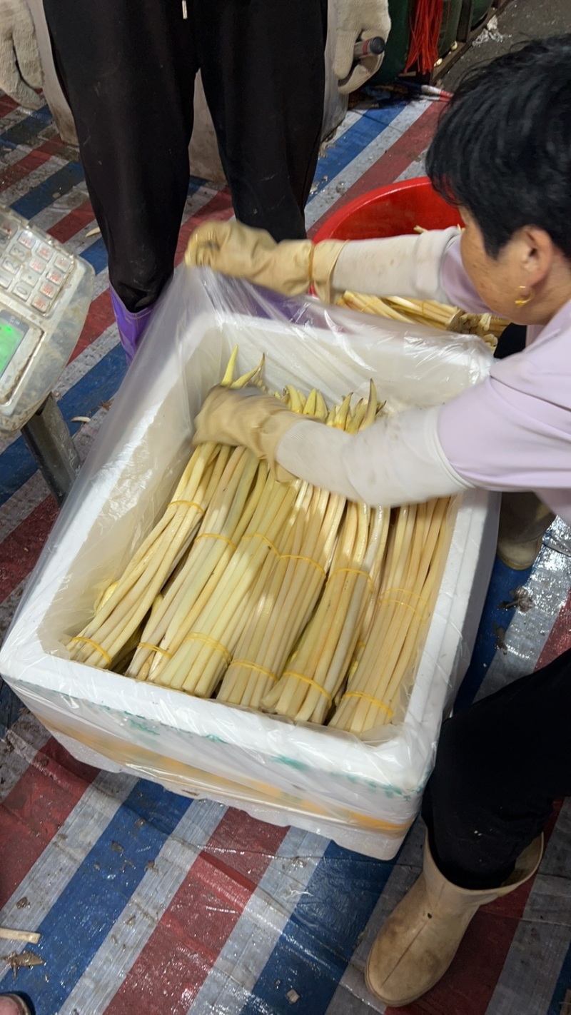 新鲜仙桃藕带，各种规格真空包装，现货鲜货菜地直采！！