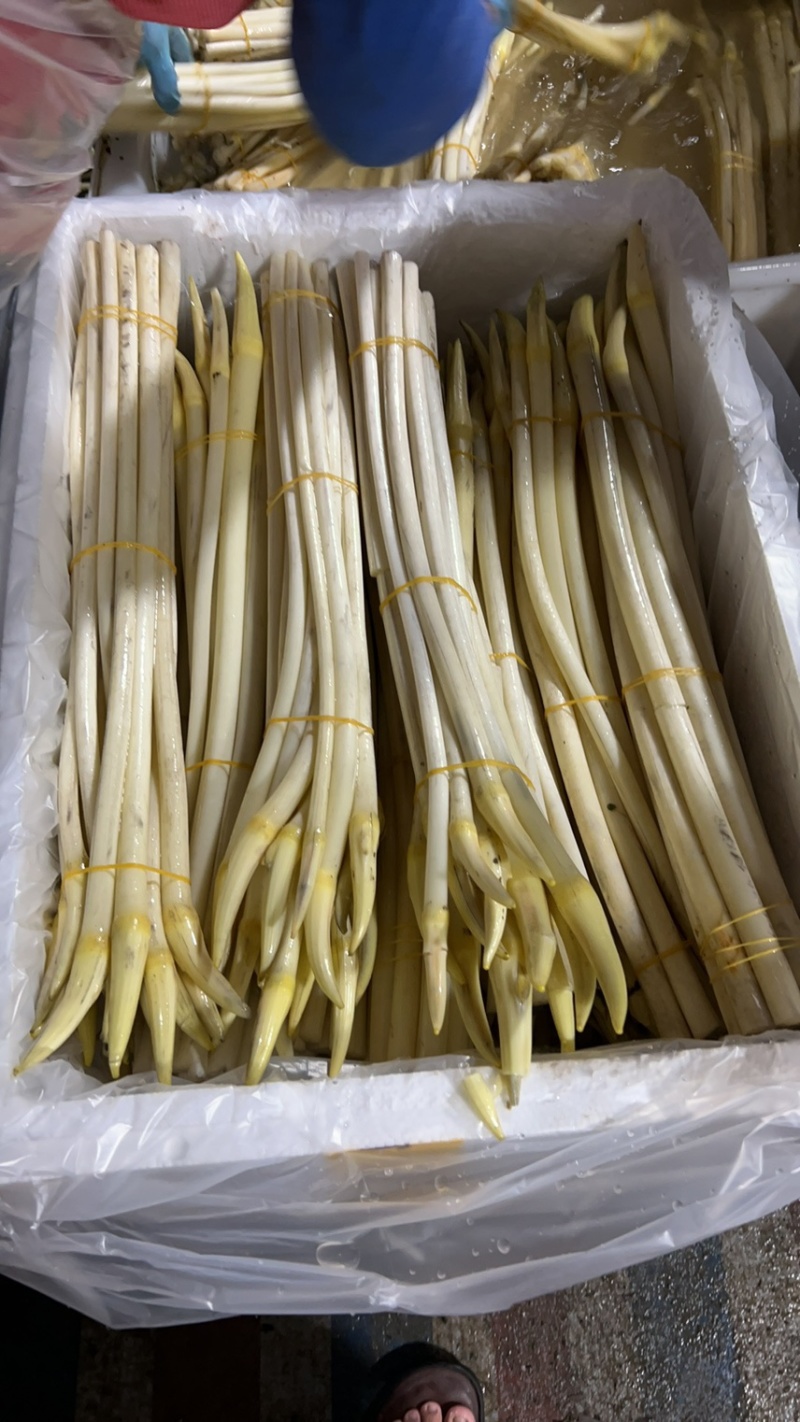 新鲜仙桃藕带，各种规格真空包装，现货鲜货菜地直采！！