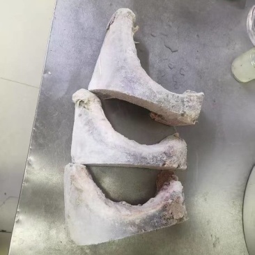 蓝旗金枪鱼鱼下巴
