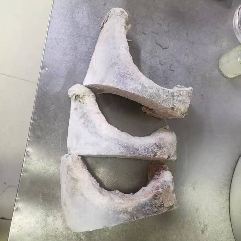 蓝旗金枪鱼鱼下巴
