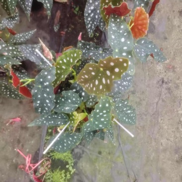 1加仑竹节海棠一件15盆（富士山和鳟鱼）