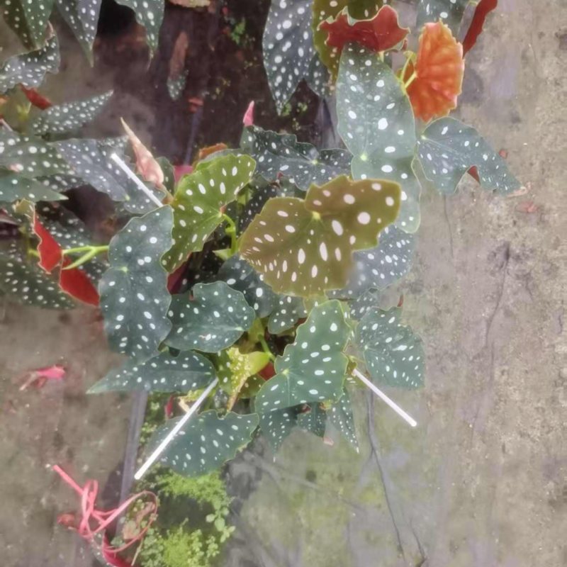 1加仑竹节海棠一件15盆（富士山和鳟鱼）