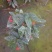 1加仑竹节海棠一件15盆（富士山和鳟鱼）