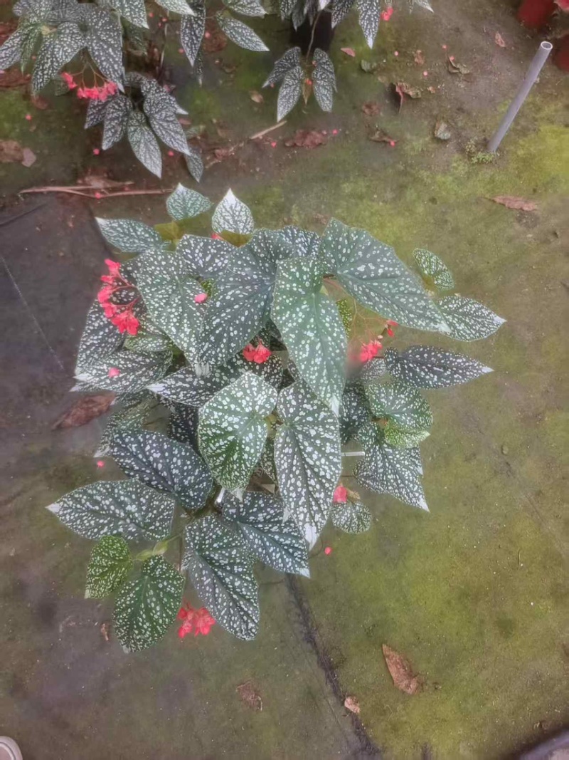 1加仑竹节海棠一件15盆（富士山和鳟鱼）