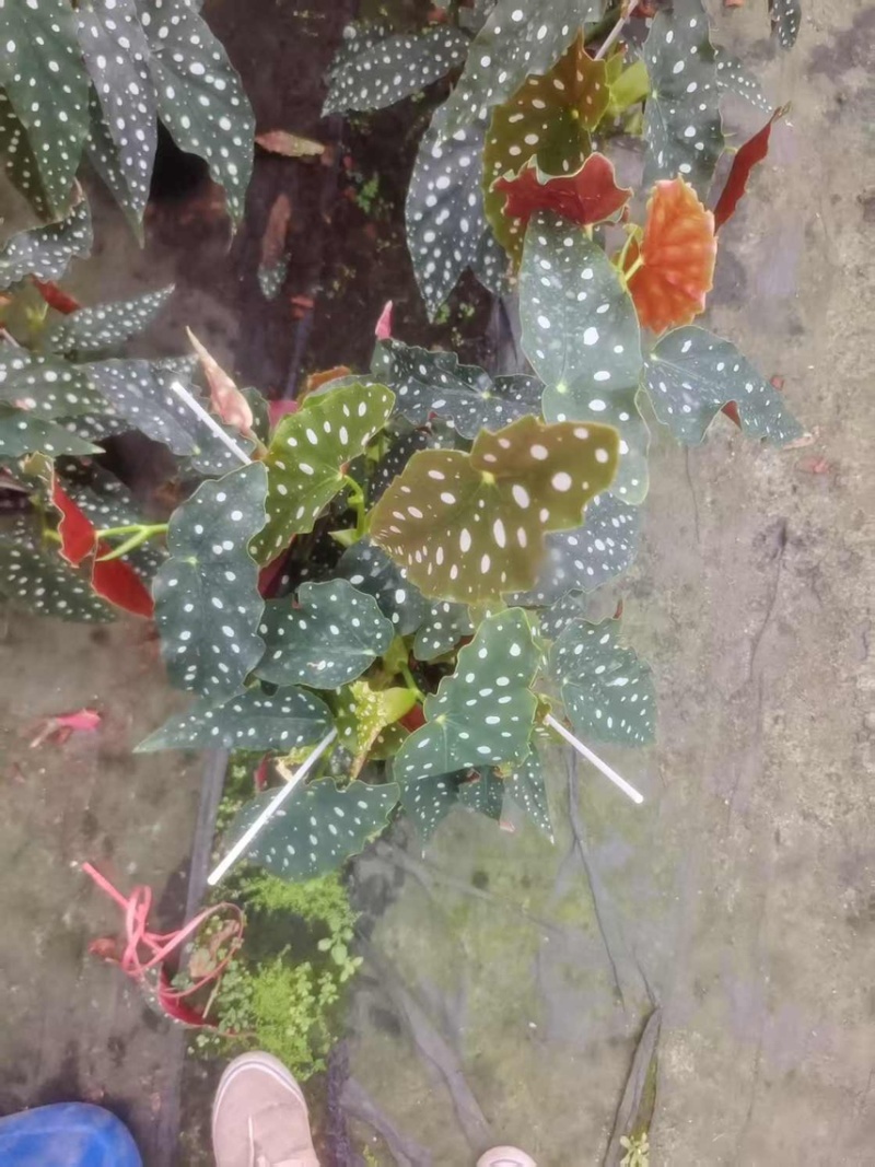1加仑竹节海棠一件15盆（富士山和鳟鱼）