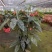 1加仑竹节海棠一件15盆（富士山和鳟鱼）