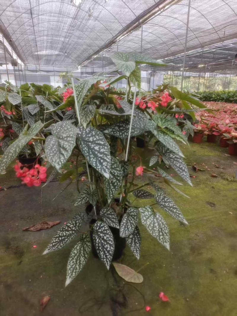 1加仑竹节海棠一件15盆（富士山和鳟鱼）