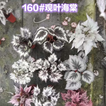110#观叶海棠一件30盆（7色随机混装）