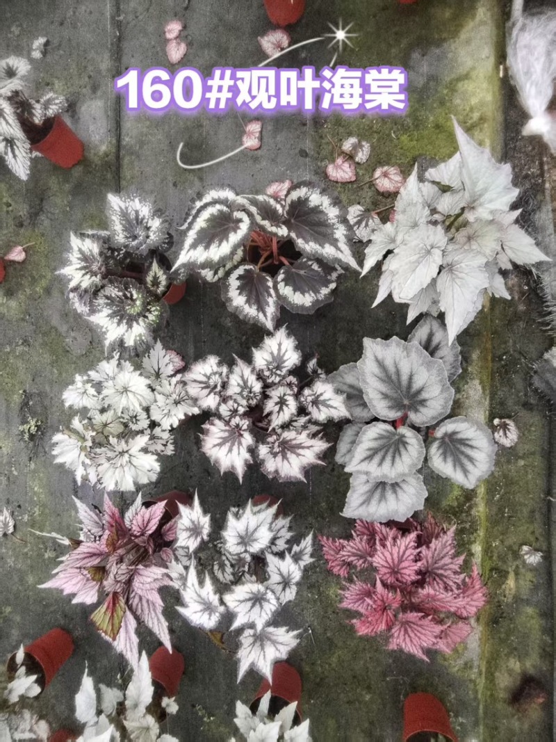 110#观叶海棠一件30盆（7色随机混装）