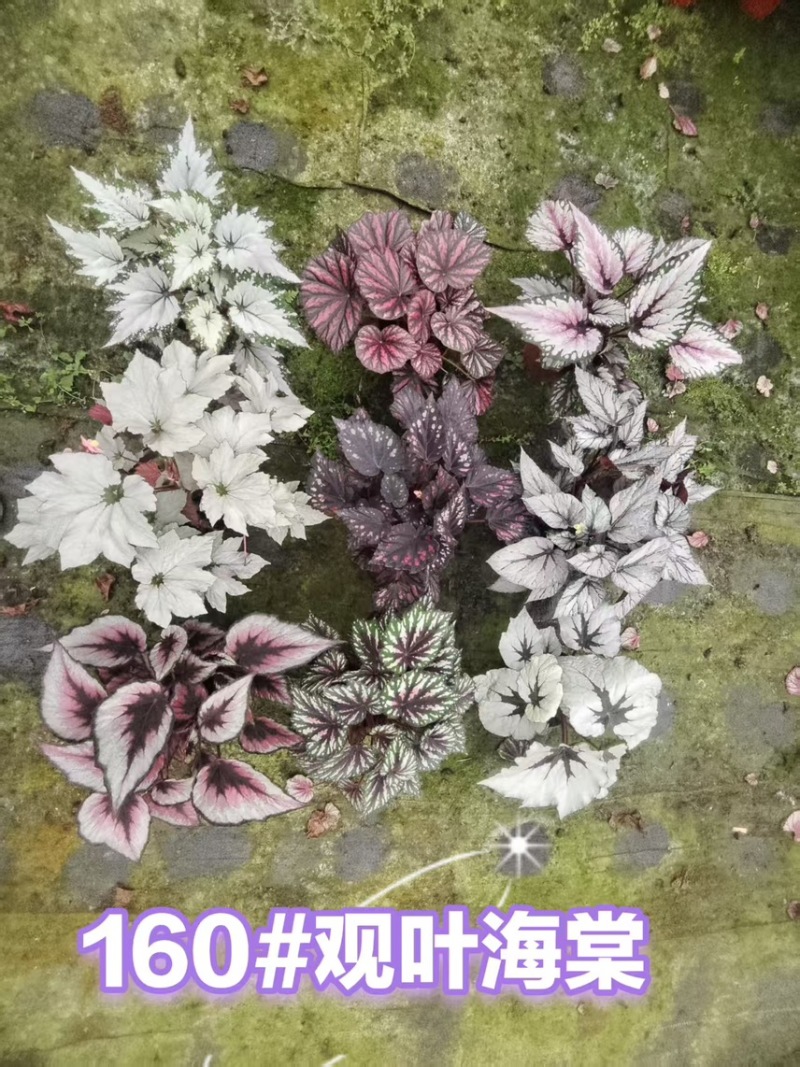 110#观叶海棠一件30盆（7色随机混装）