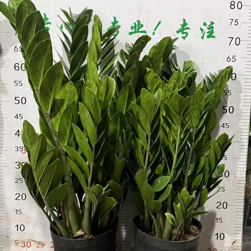 金钱树批发广州发货全国规格齐全质量优