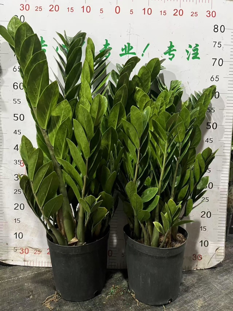 金钱树批发广州发货全国规格齐全质量优