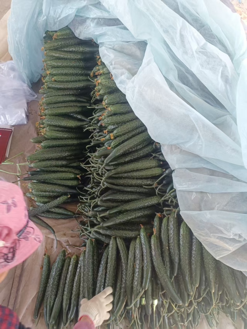 山东沂南产地直发，一手货源，精品带刺带花