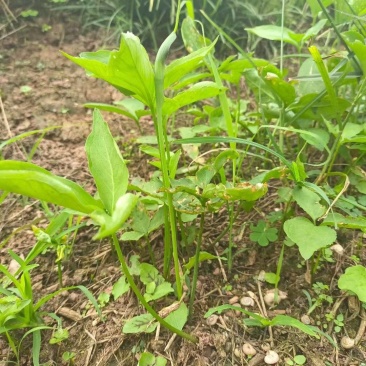 出售野生三叶旱半夏种球，现挖现发，半斤可发货