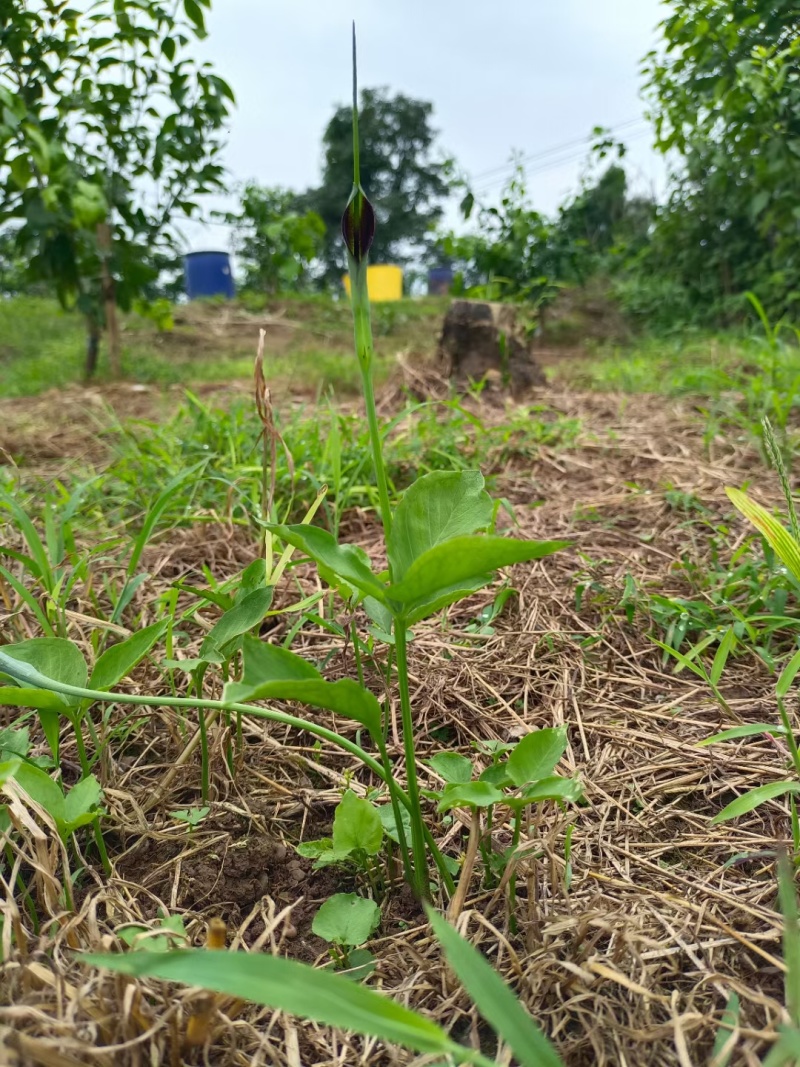 出售野生三叶旱半夏种球，现挖现发，半斤可发货