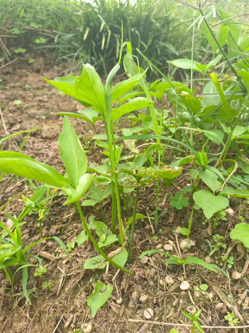 出售野生三叶旱半夏种球，现挖现发，半斤可发货