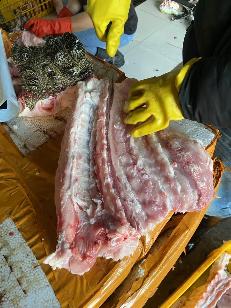 新鲜暹罗鳄，有需要的可以联系