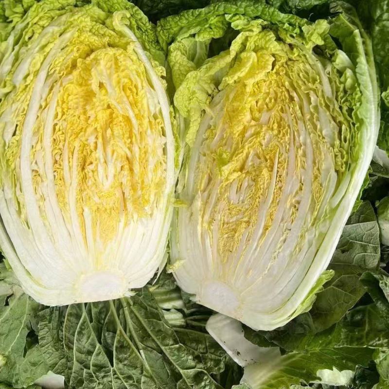 黄心白菜河北白菜产地直发货源充足对接市场加工厂等