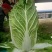 黄心白菜河北白菜产地直发货源充足对接市场加工厂等
