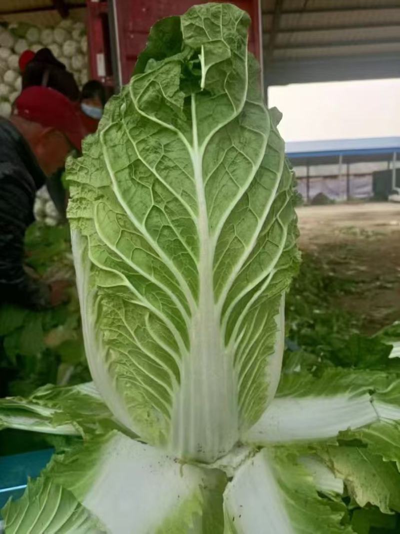 黄心白菜河北白菜产地直发货源充足对接市场加工厂等