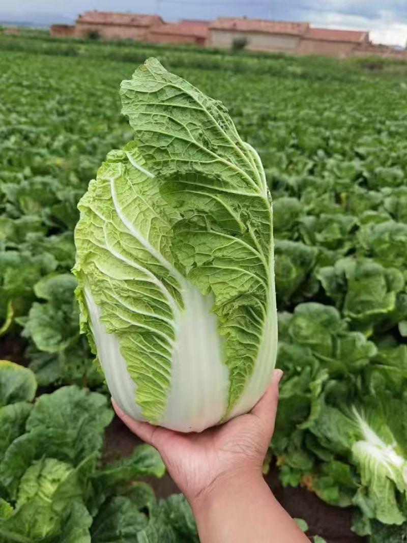 黄心白菜河北白菜产地直发货源充足对接市场加工厂等