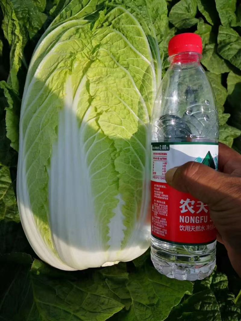 黄心白菜河北白菜产地直发货源充足对接市场加工厂等