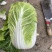 黄心白菜河北白菜产地直发货源充足对接市场加工厂等