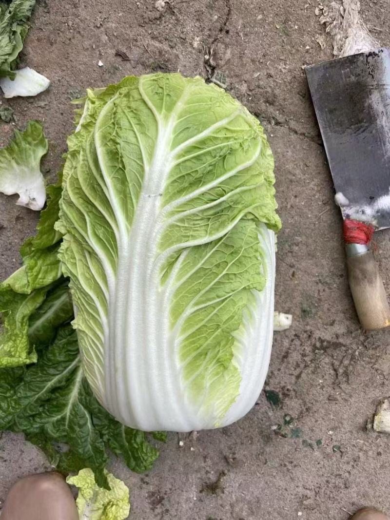 黄心白菜河北白菜产地直发货源充足对接市场加工厂等