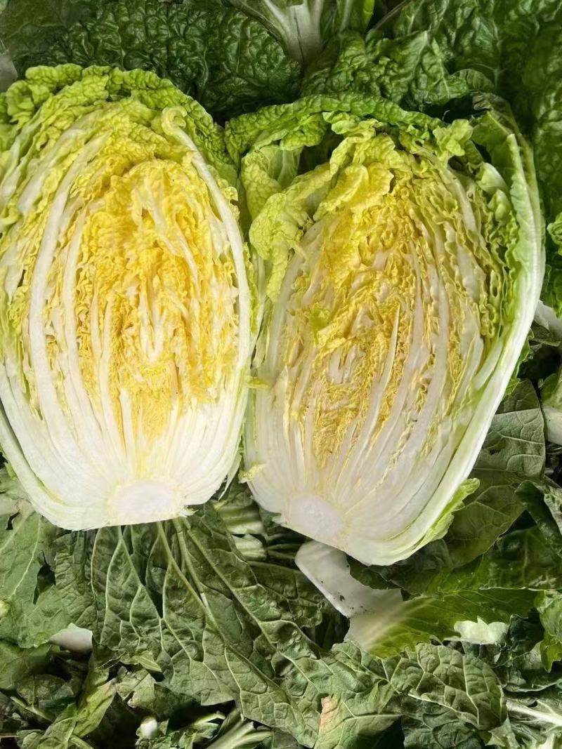 黄心白菜河北白菜产地直发货源充足对接市场加工厂等