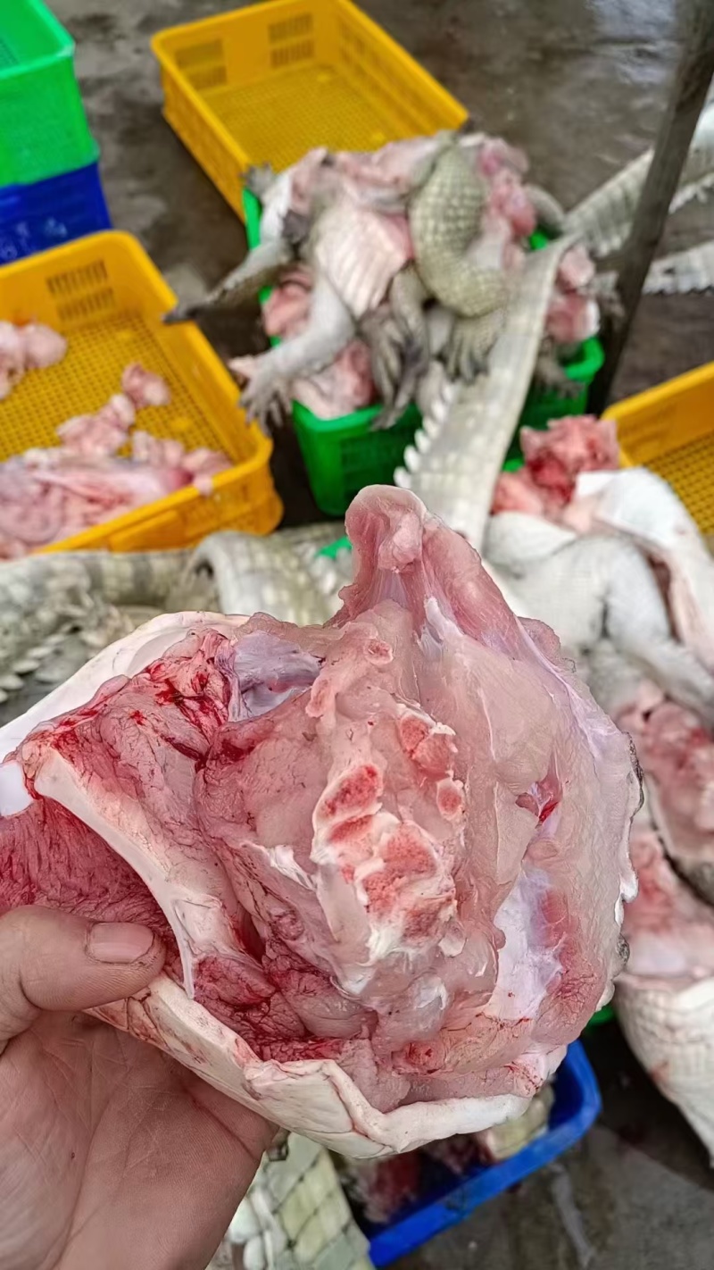 新鲜鳄鱼肉，白条，分割肉，烧烤酒店都可以38一斤