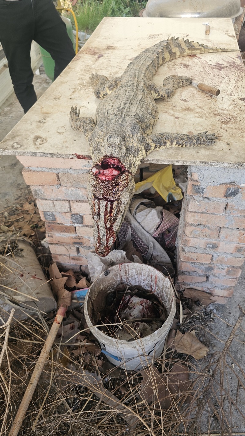 新鲜鳄鱼肉，白条，分割肉，烧烤酒店都可以38一斤