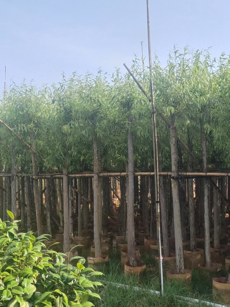 垂柳基地直发各种规格欢迎合作老板前来选购洽谈