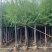 垂柳基地直发各种规格欢迎合作老板前来选购洽谈