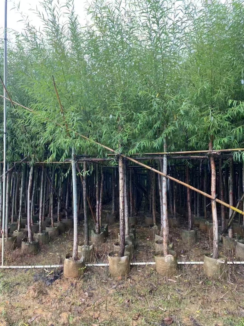 垂柳基地直发各种规格欢迎合作老板前来选购洽谈