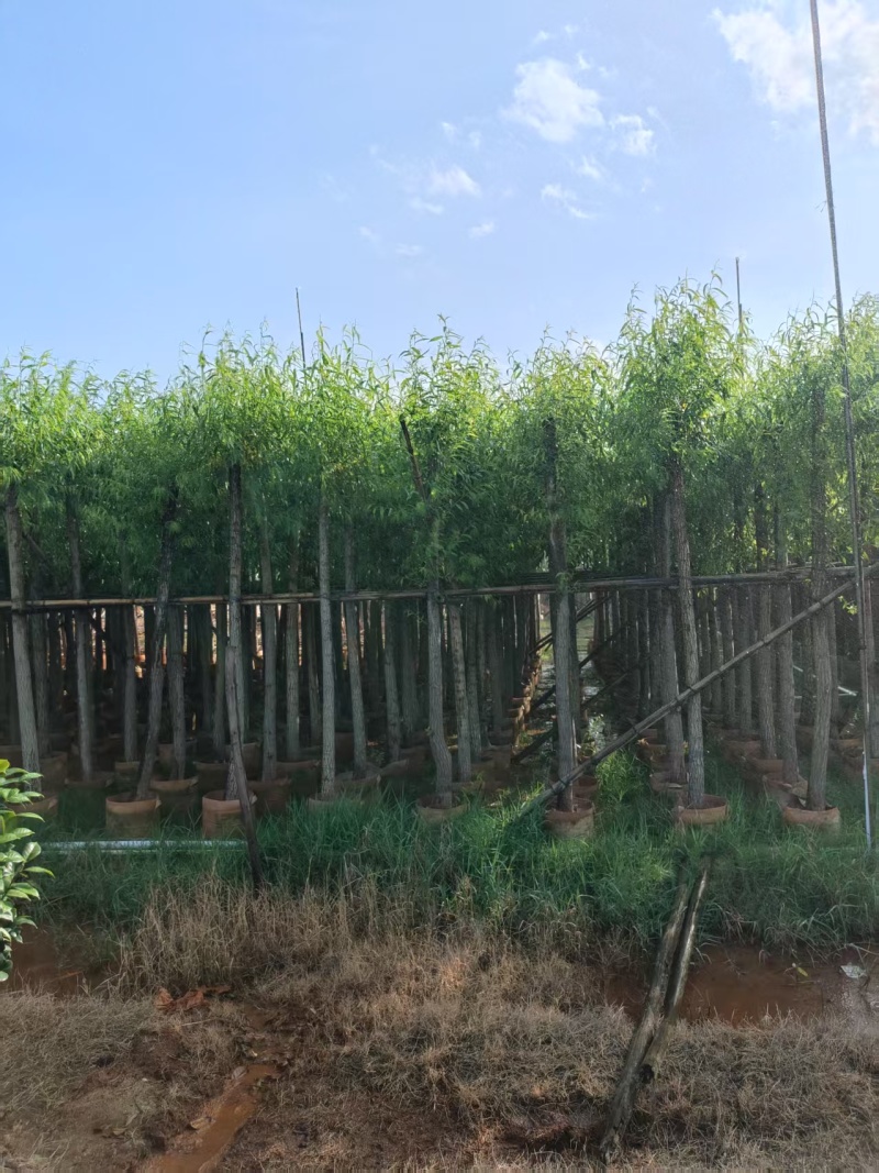 垂柳基地直发各种规格欢迎合作老板前来选购洽谈