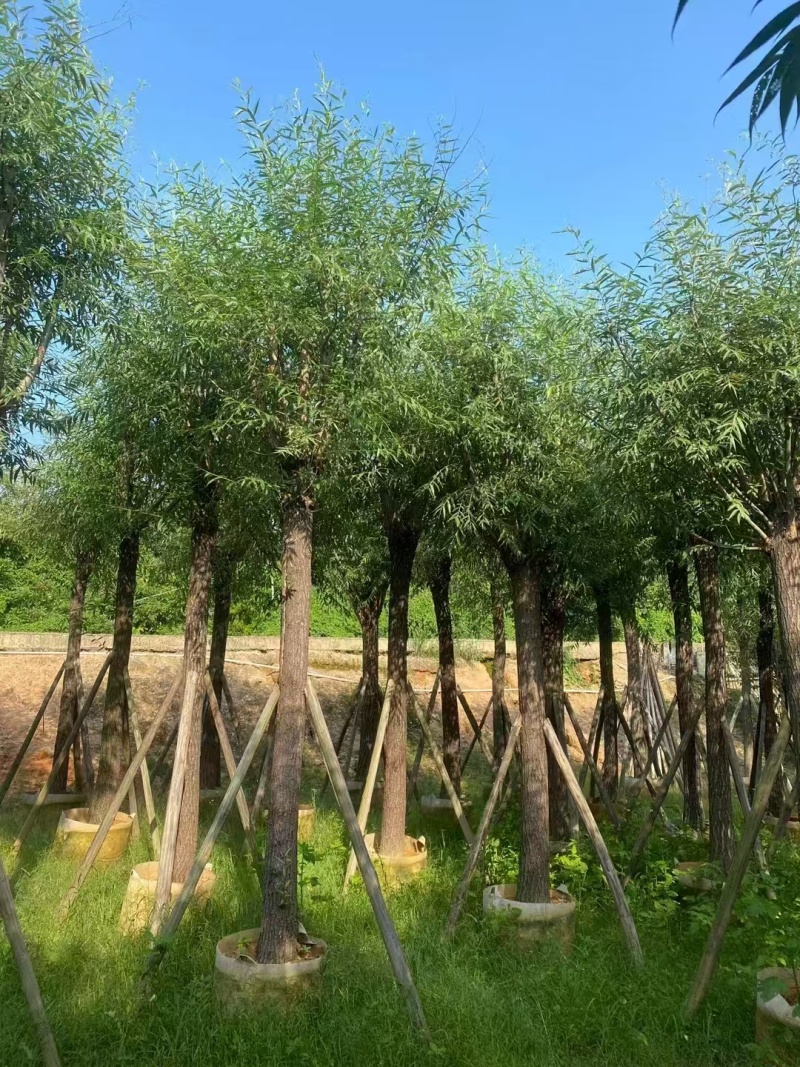 垂柳基地直发各种规格欢迎合作老板前来选购洽谈