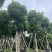 香樟大量有货精品供应价格美丽整车发货