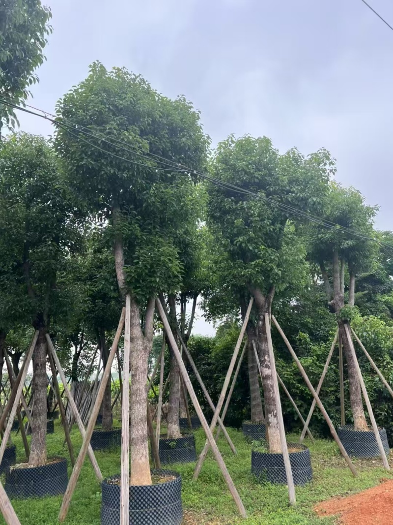 香樟大量有货精品供应价格美丽整车发货