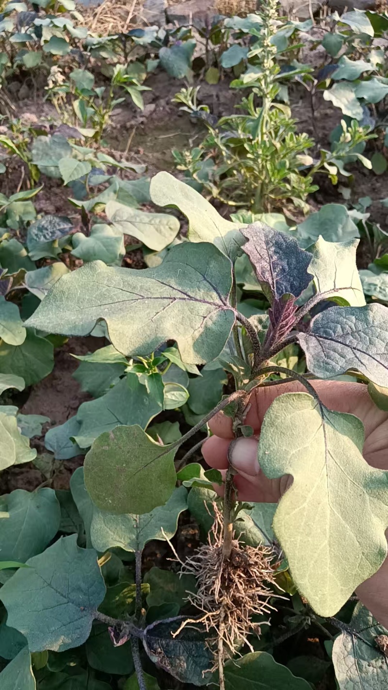 茄子苗自产自销批发客户，大量有货